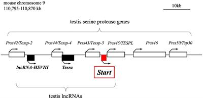 A Testis-Specific Long Noncoding RNA, Start, Is a Regulator of Steroidogenesis in Mouse Leydig Cells